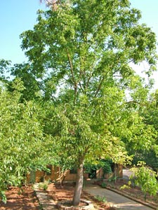 Haga click para ampliar la imagen